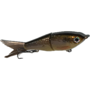 Golden Shiner